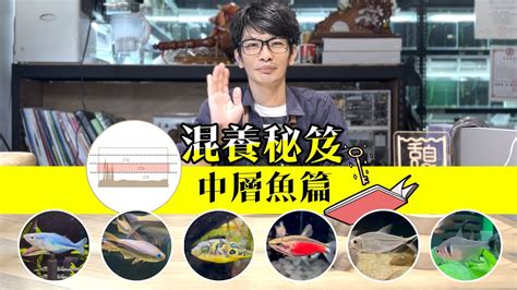 易養魚|【易養魚】新手必看！精選易養魚種，養魚新手也能輕。